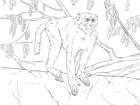 Rhesus Macaque Coloring Page